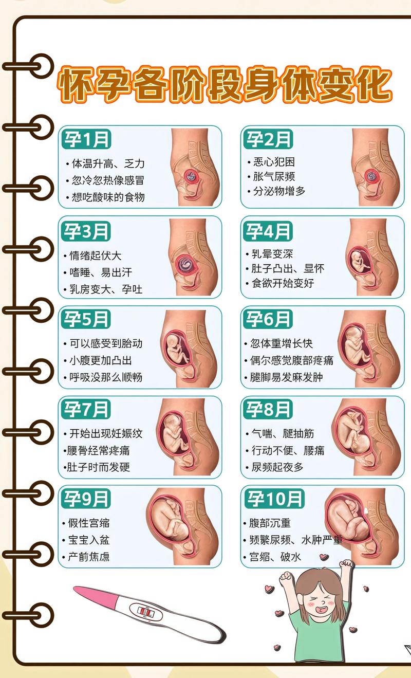 揭秘供卵代孕妈妈怀孕小腹分两节,孕期变化的奥秘湖南代生机构: